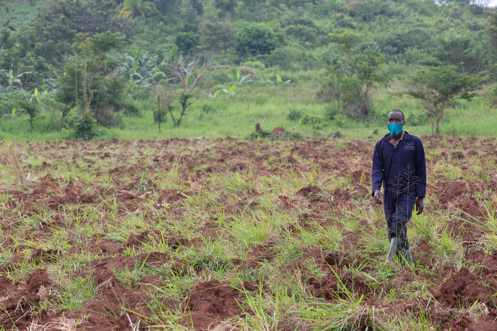 A youth farmer walks through his field in Uganda.