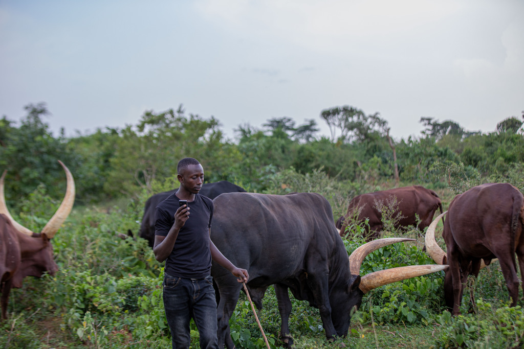 Eric Mugabe tends to his herd of cattle in Uganda.