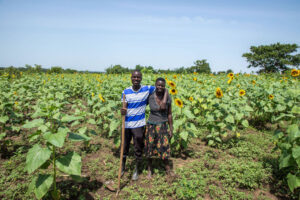 Innocent and Auma tend to sunflowers in their garden.