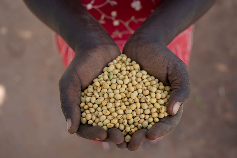 Hands holding a pile of seeds.
