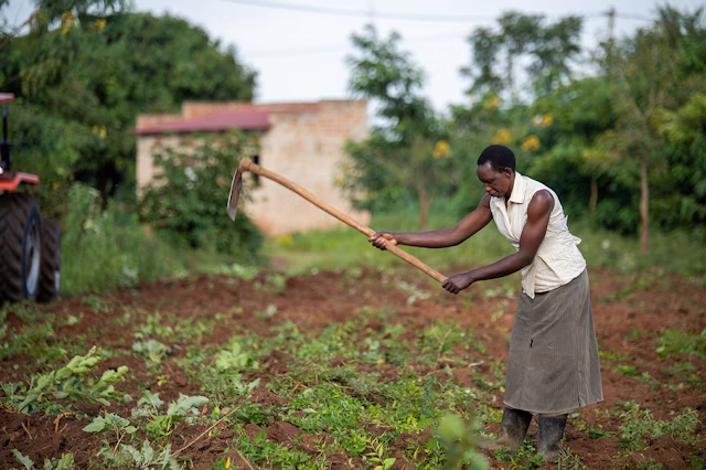 Fatuma works in the field.