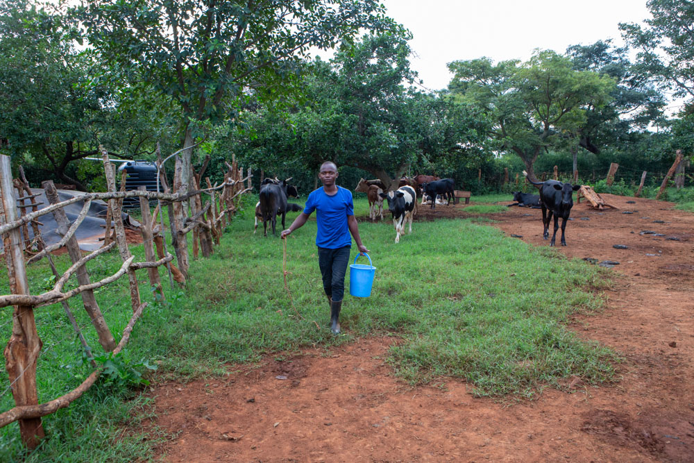 A young man carries a blue bucket across a farm with cows grazing in the background.