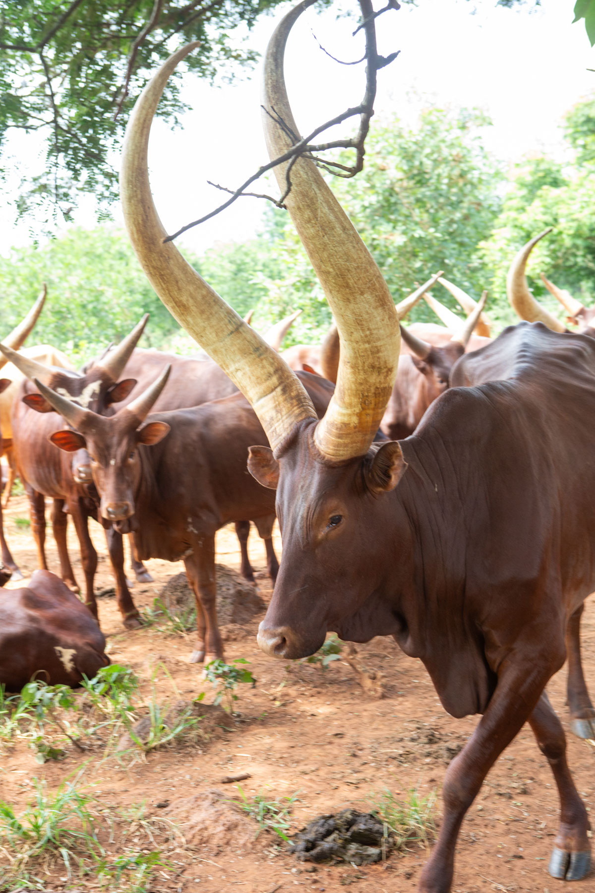 Brown cattle with large horns stand together in a rural setting.