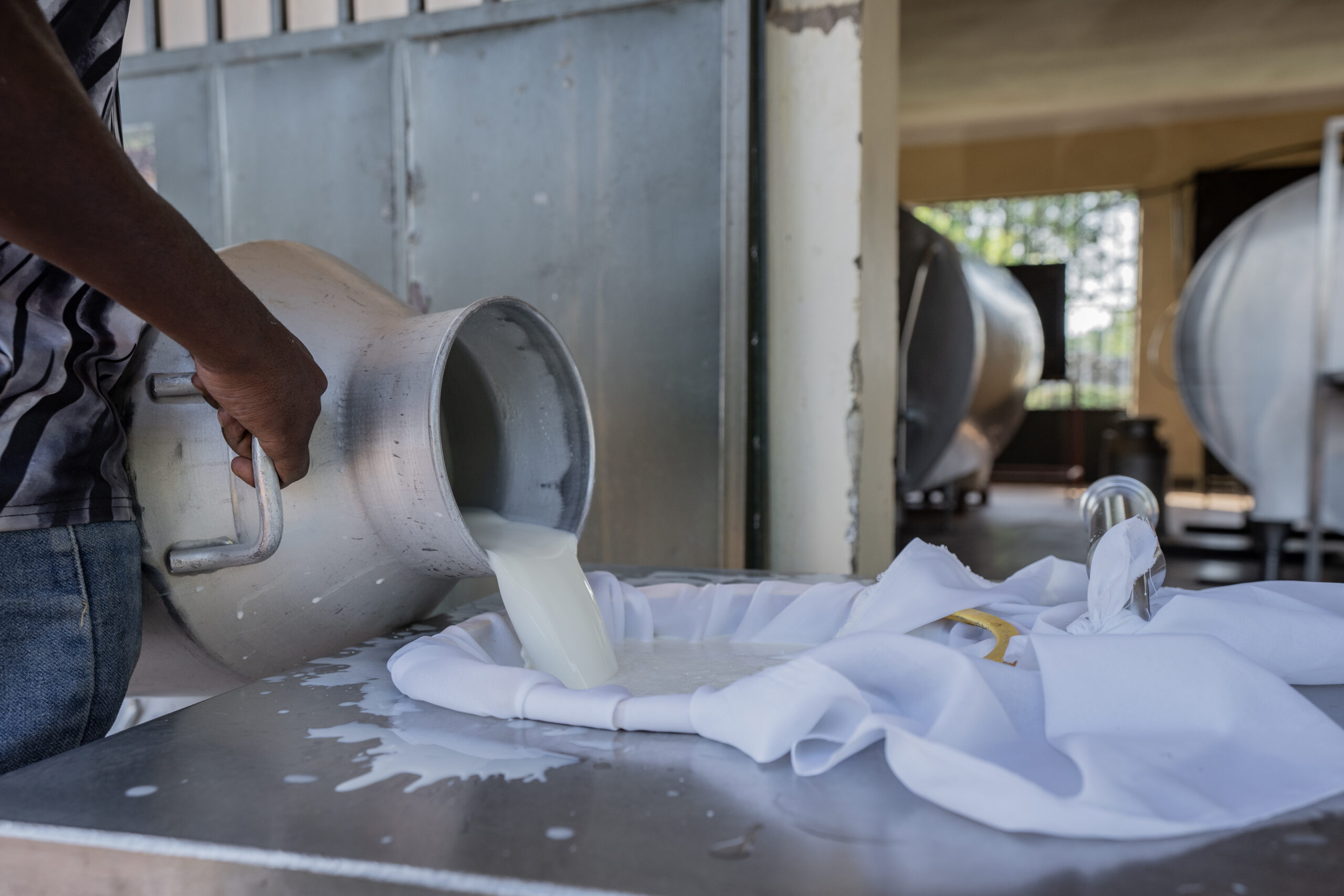 A person pours fresh milk from a metal container through cloth on a table in a processing room.