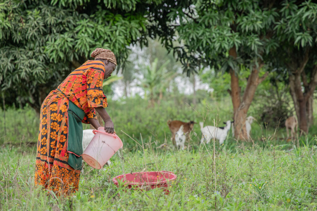 A woman pours water from a bucket into a basin for her livestock.