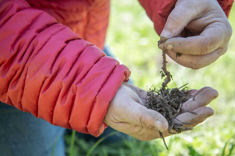 A close up shot of hands pulling an earthworm from a clump of soil.