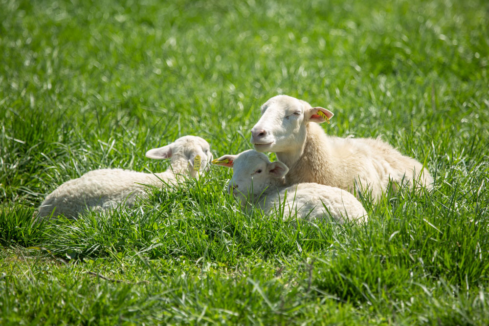 A mama sheep and her two babies rest in a field on a sunny day.