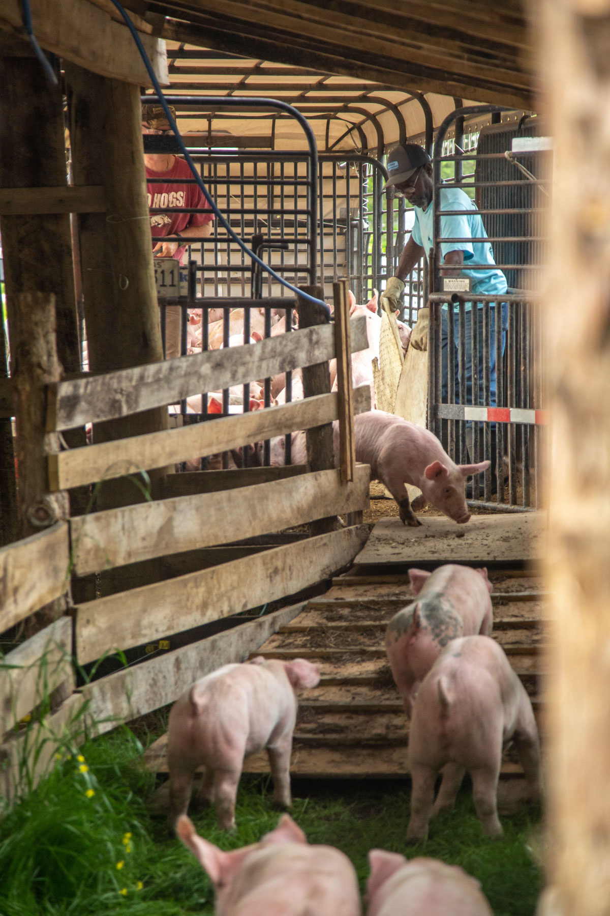 A man herds pigs onto a truck in a farm setting with wooden fencing around.
