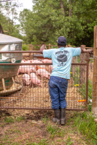 A man in a blue shirt and cap leans on a metal gate looking over pigs in a farmyard.