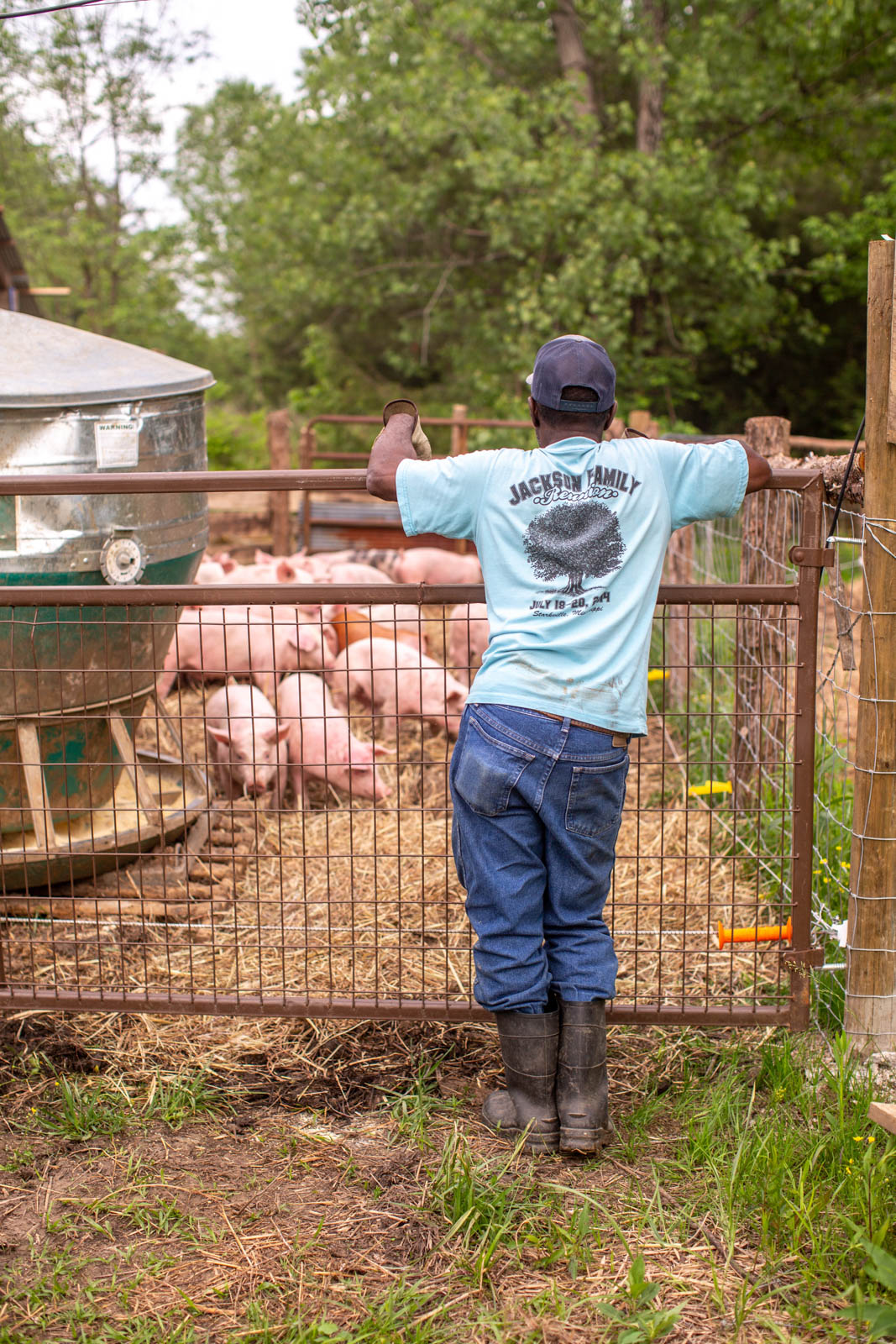 A man in a blue shirt and cap leans on a metal gate looking over pigs in a farmyard.