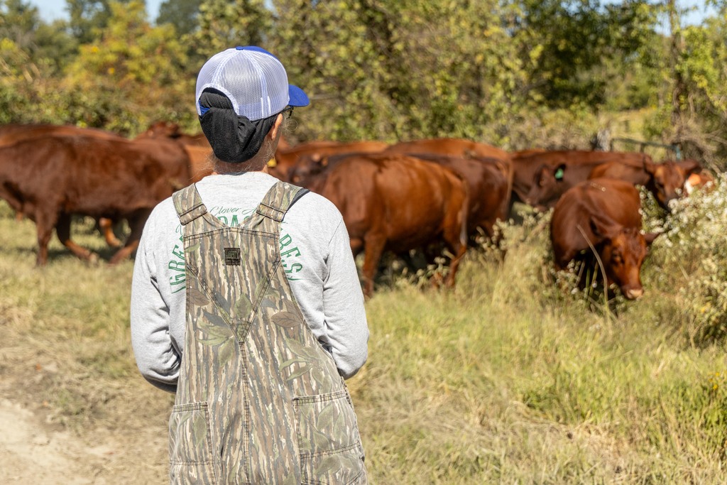 Farmer dressed in overalls facing away from camera and watching a herd of brown cattle.
