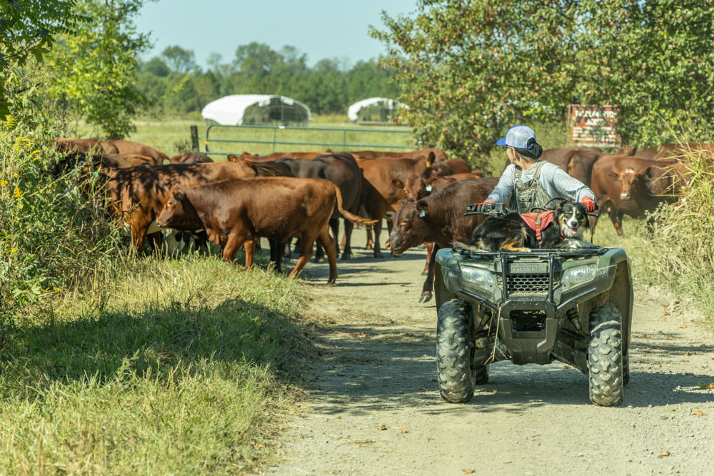 A farmer on an ATV herds a group of cattle down a rural path.