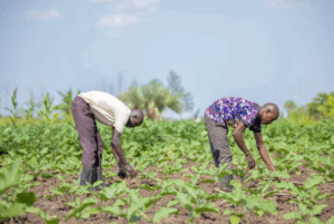 Farmers work on a vegetable farm during a farmer field school session in Uganda.