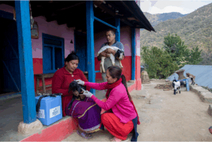 A woman vaccinates a goat.