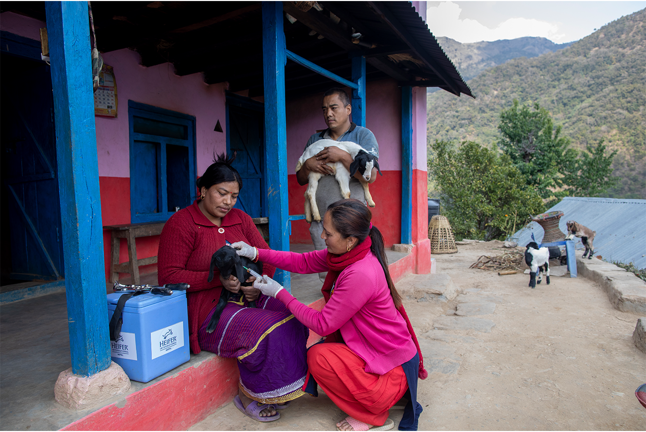 A woman vaccinates a goat.