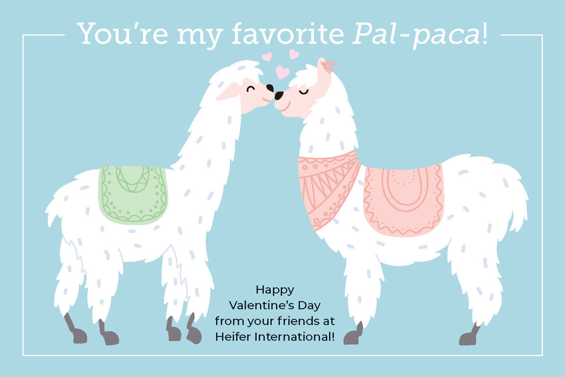Front cover of the Valentine's Day card featuring an illustration of two alpacas with the text "You're my favorite Pal-paca! Happy Valentine's Day from your friends at Heifer International!"