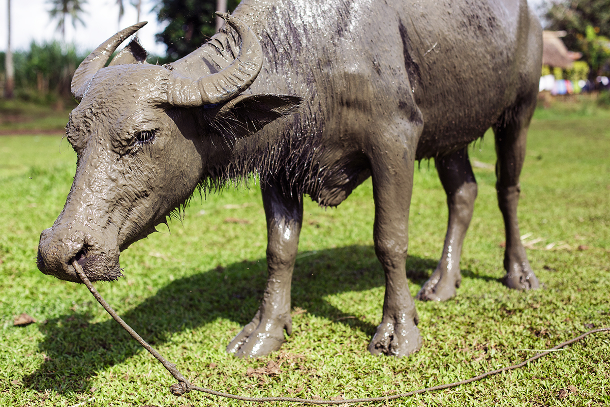 Frequent mud baths are the best remedy for a hot day!