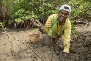 Yolanda Olmeda digs for shellfish in a mangrove forest.