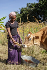 A woman in Zambia feeds her cow.