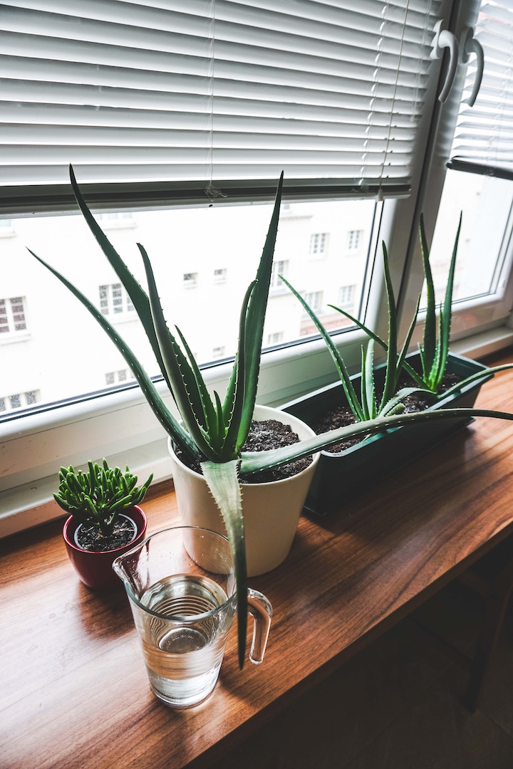 Aloe vera is easy to grow at home. photo from Unsplash Aloe grows on a windowsill.