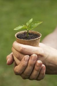 article-new_ds-photo_getty_article_179_78_sb10062327bz-001_XS Plant in a small pot