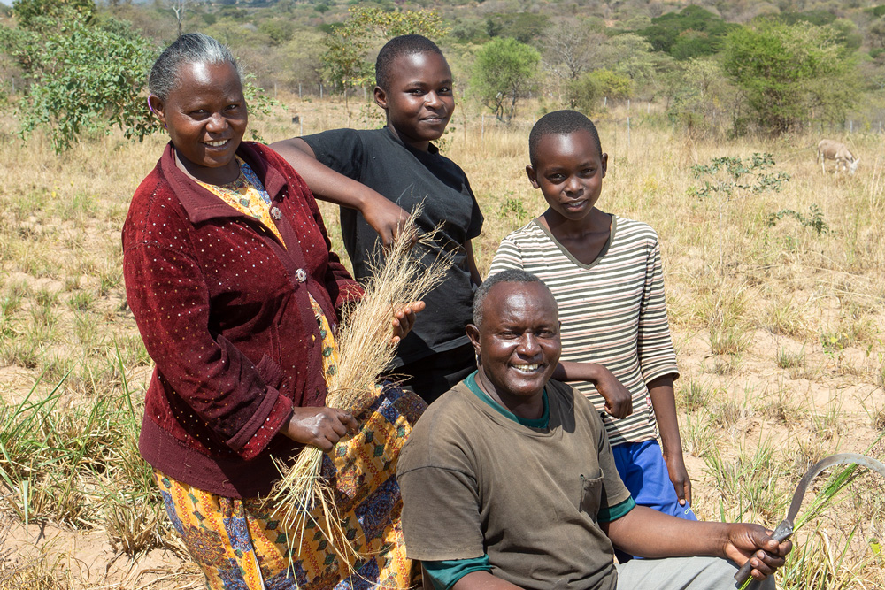 Serah, Benjamin, Julius and Annastacia harvest their brachiaria, a drought-resistant, high-protein fodder for dairy cows. 