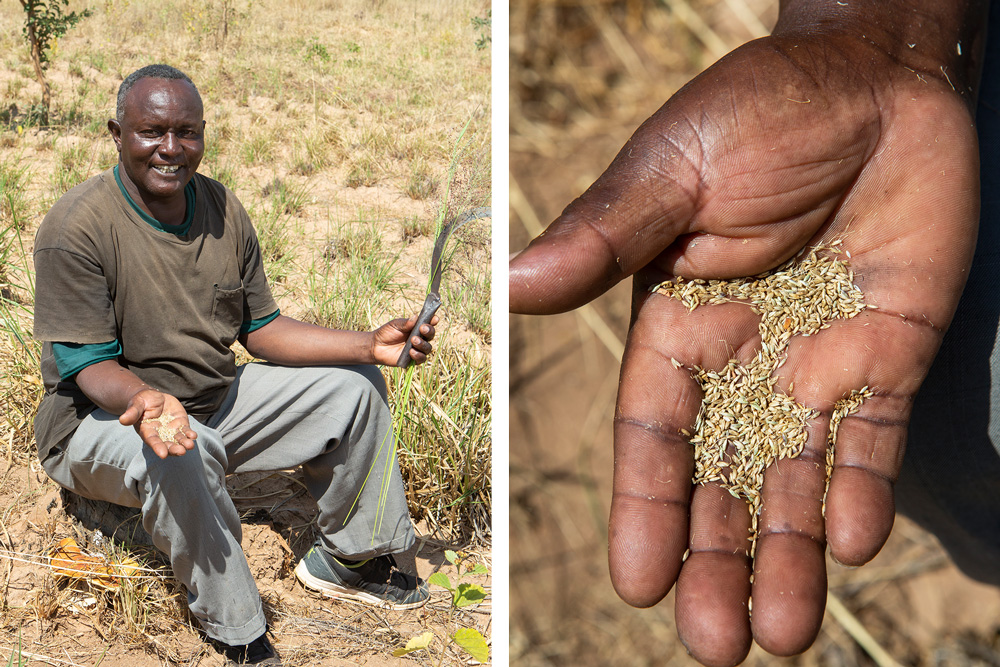 Benjamin inspects some of the grass seeds he is growing.