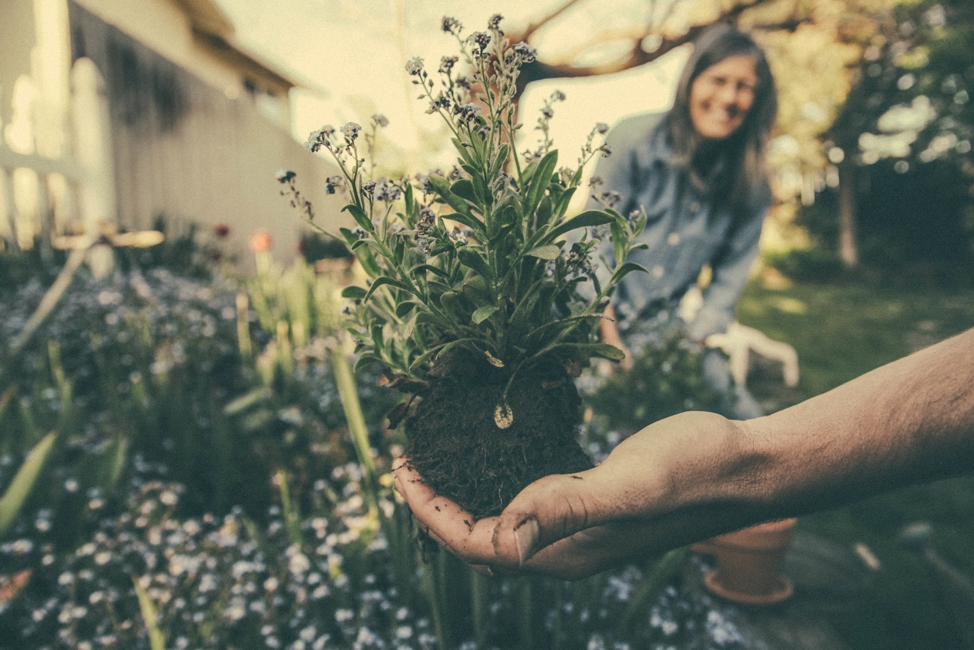 Bees like flowers, too. A hand planting flowers.
