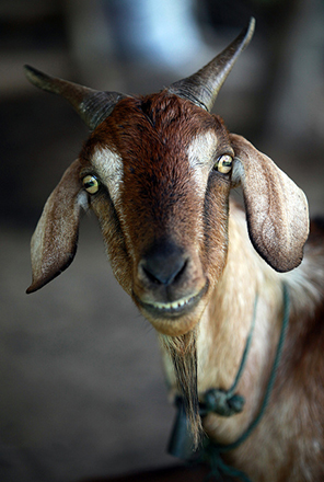 Probably the incarnation of Beelzebub himself. A scary looking goat.