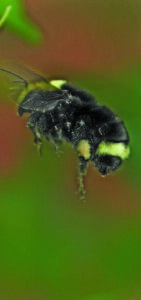 A close-up of a honeybee in flight