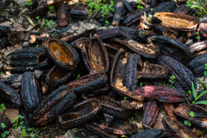 Cacao pods serve as free mulch on Robles' farm. Photo by Joe Tobiason.