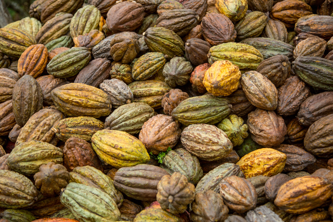 Freshly harvested cacao pods in Ecuador. Photo by Phil Davis.