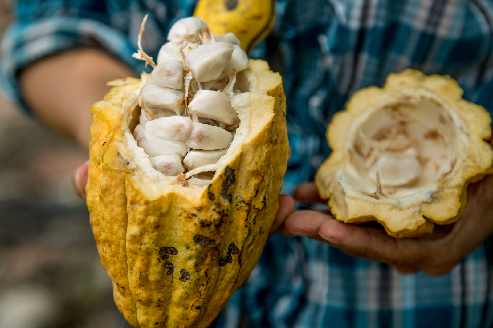 The inside of a cacao pod. Photo by Phil Davis.