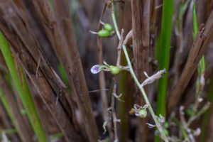 Flowering cardamom in Alta Verapaz. Photo by Dave Anderson.