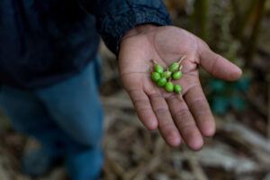 Freshly picked cardamom in Alta Verapaz, Guatemala. 