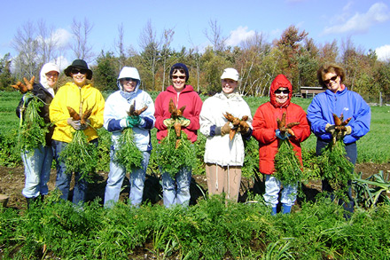 Visitors at Heifer Farm help harvest carrots. Visitors at Heifer Farm help harvest carrots.
