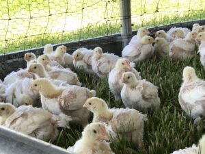 Chickens get to enjoy plenty of time on grass and in the sunshine at the Ranch.