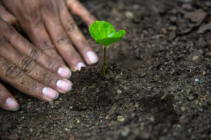 Esdras Cumo demonstrates how a coffee seedling is planted. 