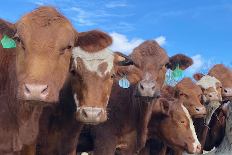 Cows in a row.