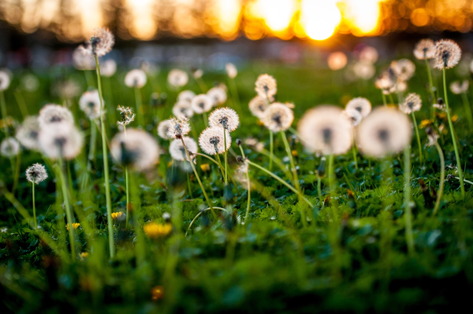Let your yard go wild. Dandelions