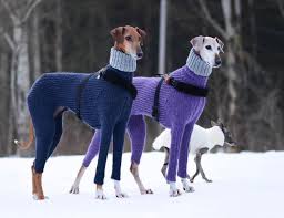 Don't worry if your dogs aren't Eurochic like this pair. They will still look great in a wooly crewneck. Two dogs with sweaters stand in the snow.