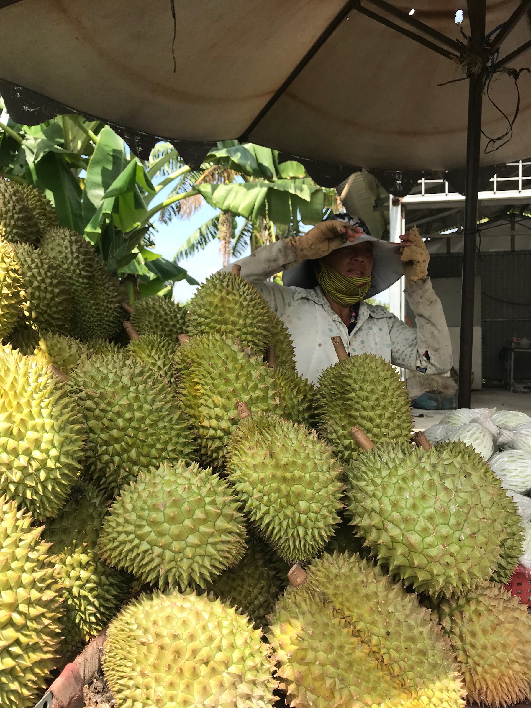 These football-sized fruits can be smelled a football field away.