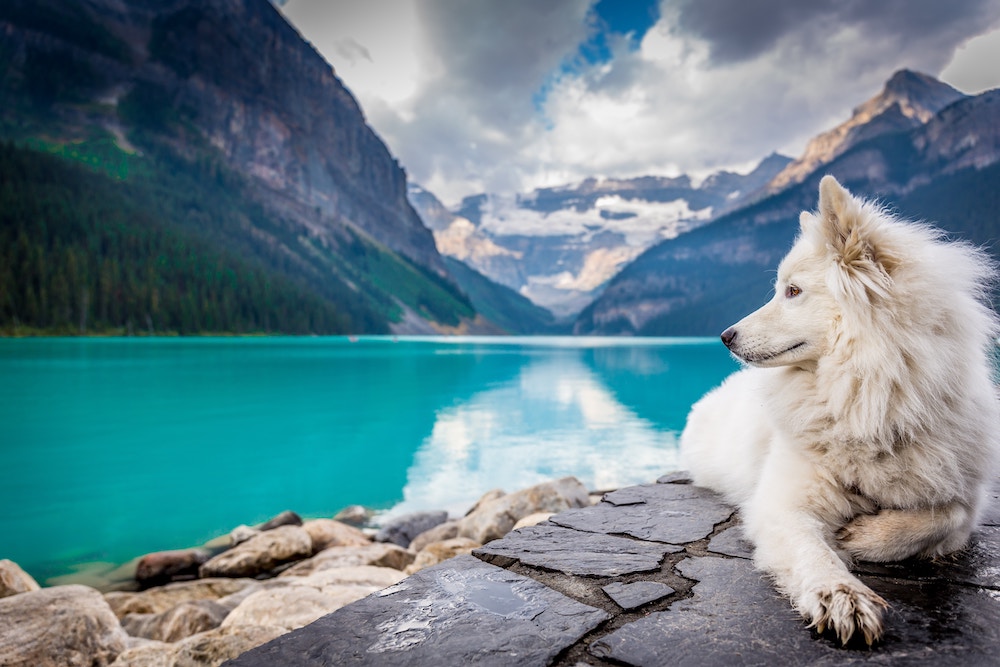 Dogs love nature! Let's help them keep preserve it. A white, fluffy dog looks over a beautiful natural lake environment.