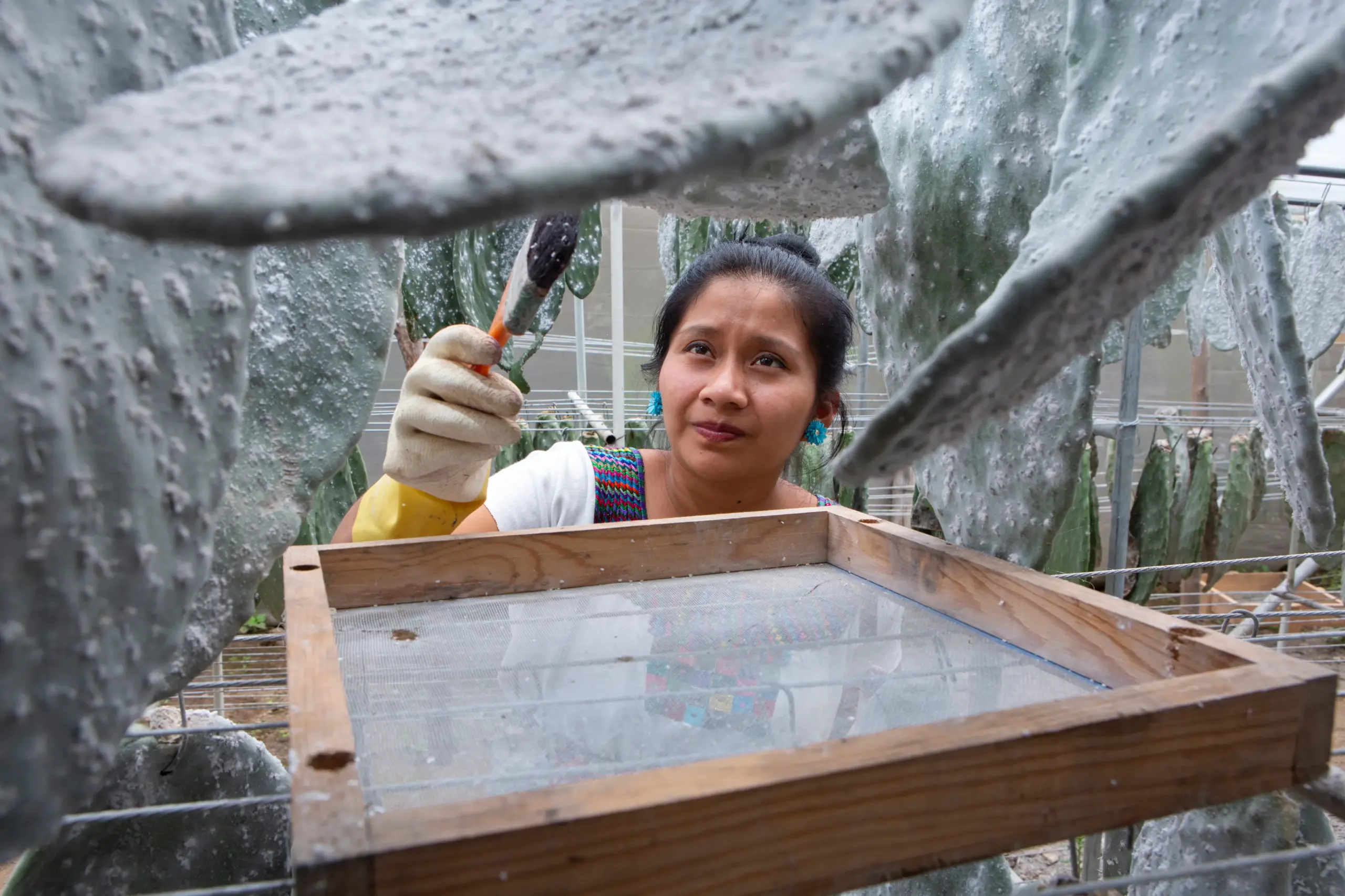 A person wearing gloves and a yellow shirt is seen pollinating cactus flowers by hand in a greenhouse. The individual holds a small brush and is focused on the delicate task, with rows of cactus plants visible in the background.