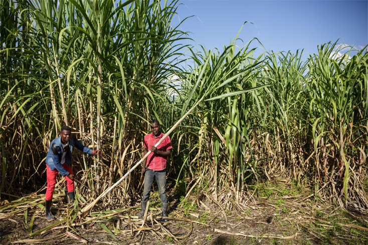 Farmer and farm worker Sevia Matinanga harvest sugar cane in Zambia.