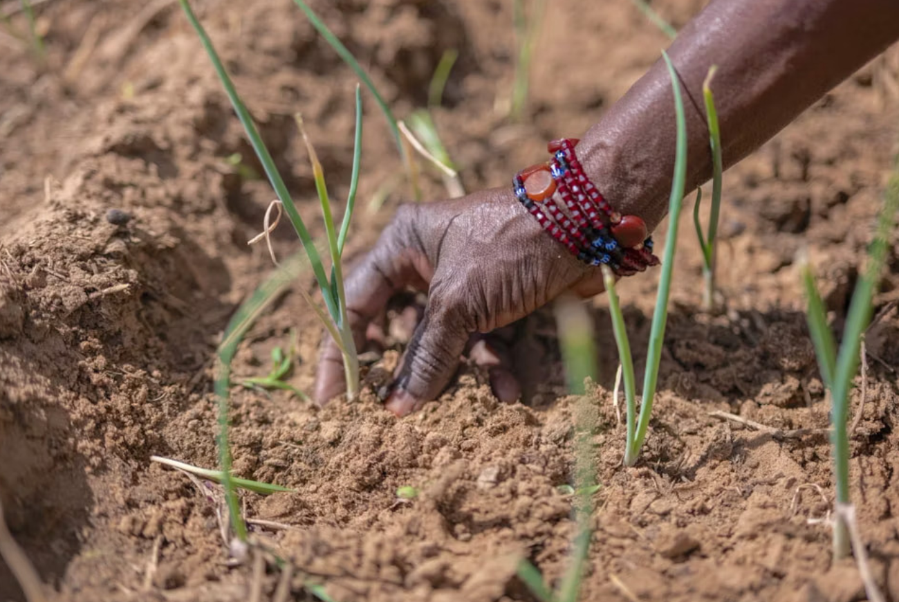 Maty Tine, a radio reporter and farmer, works in her onion field.