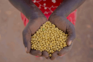 A farmer from Uganda holds soybeans in her hands.