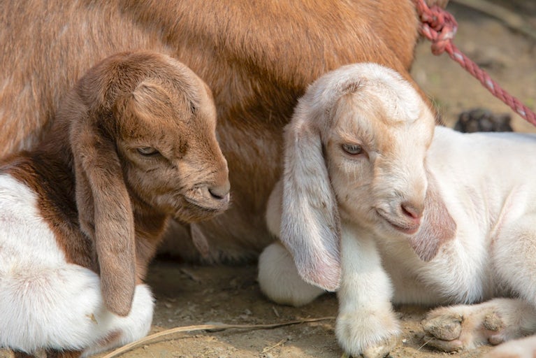 Two young goats, one brown and one white with brown spots, sit close together on the ground beside an adult goat. They have long floppy ears and are resting calmly.