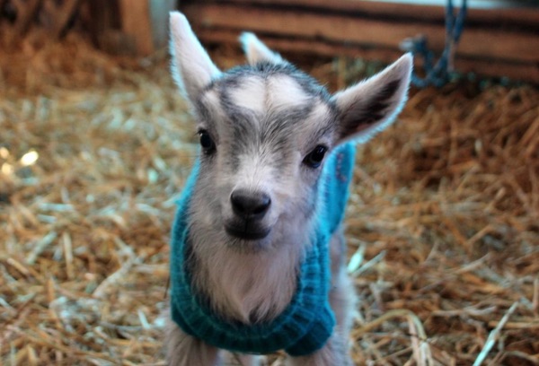 Kids born early in the season may need a sweater to help them weather the early springtime chill. A smiling baby goat in a blue sweater.