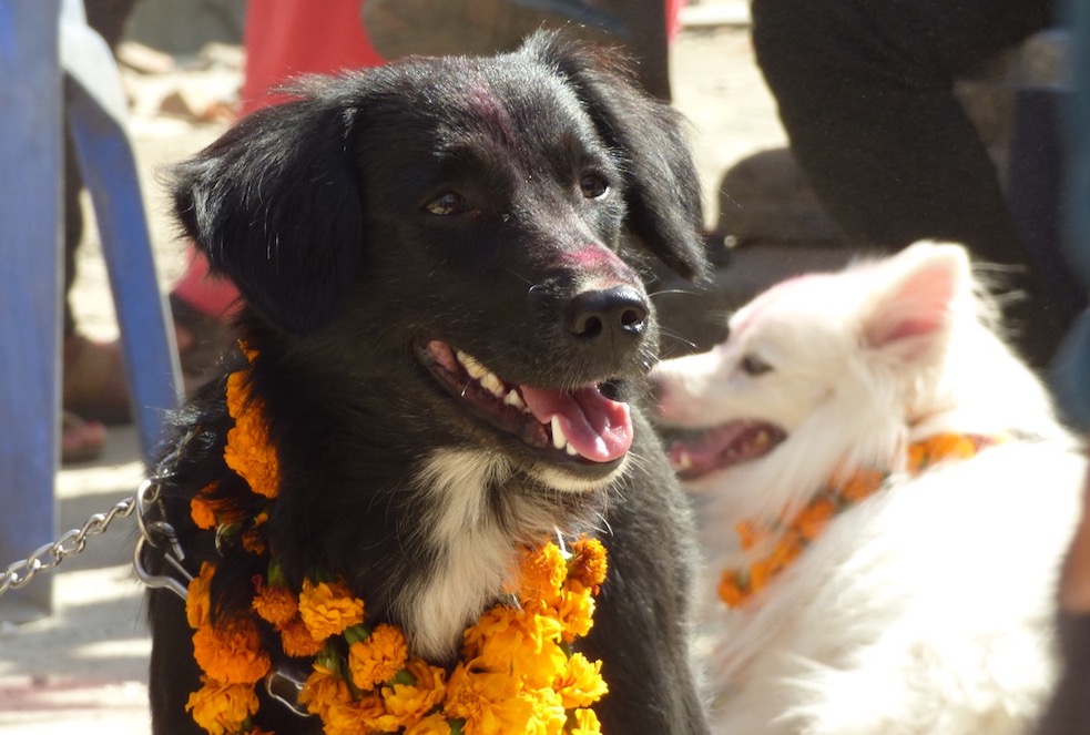 Two smiling dogs with flower necklaces.
